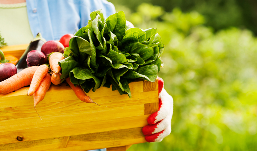 fresh harvest of vegetables from your own garden