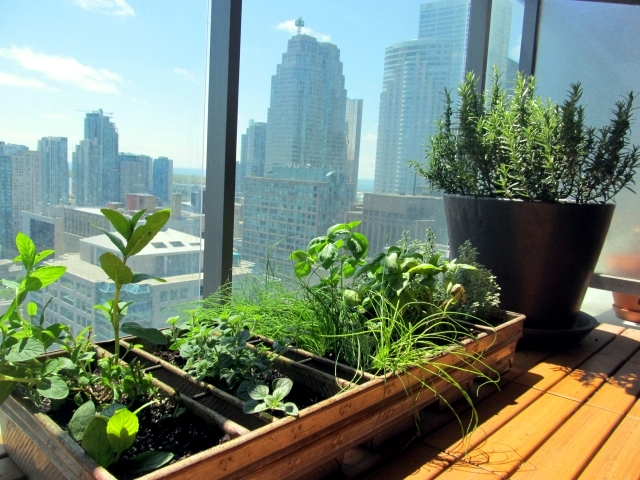 Herb gardening in your terrace