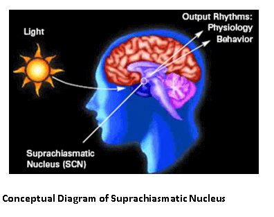 Conceptual Diagram of Suprachiasmatic Nucleus