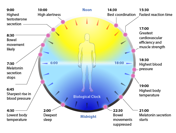 Biological Clock Illustration with Circadian Lighting